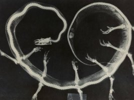 Joan Foncurberta Photographie radiographique de la série "Fauna" (…)